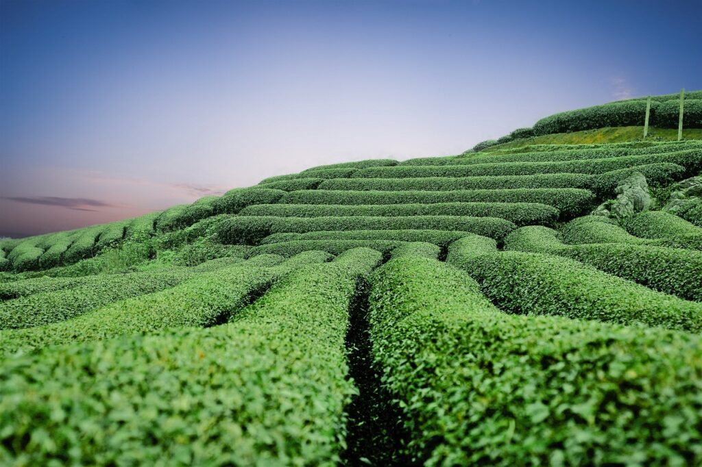image of tea fields
