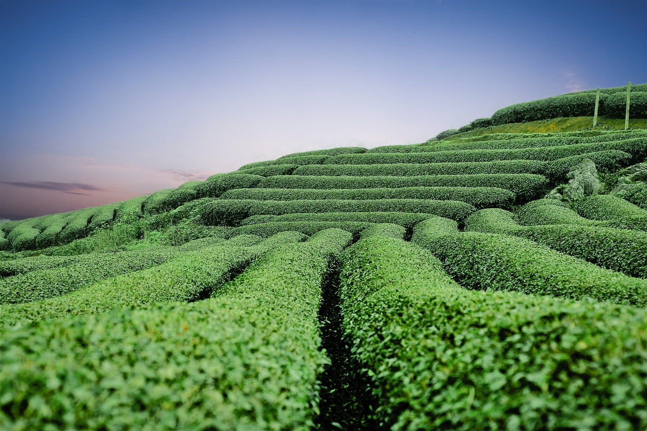 Free Moc Chau Tea Hills Hills photo and picture