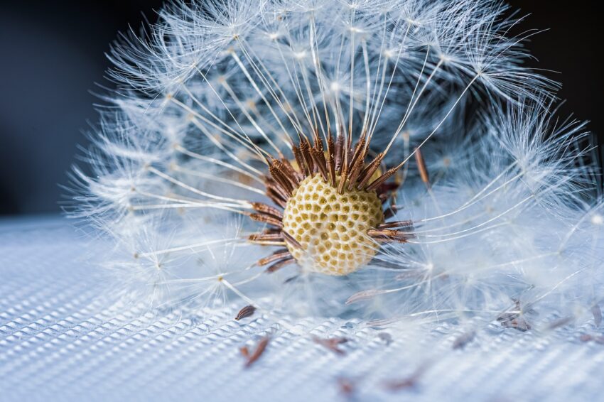image showing a close up of a dandelion flower