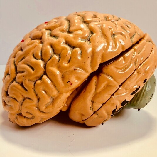 image of brain