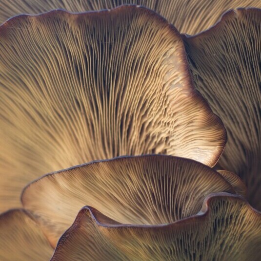 image of lions mane mushroom1