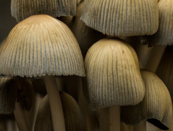 lions mane mushrooms2