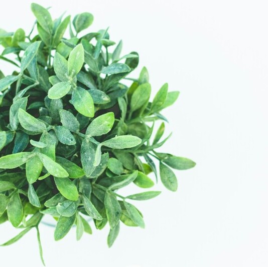 Moringa leaves chopped