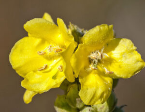 Am image of several yellow mullein booms