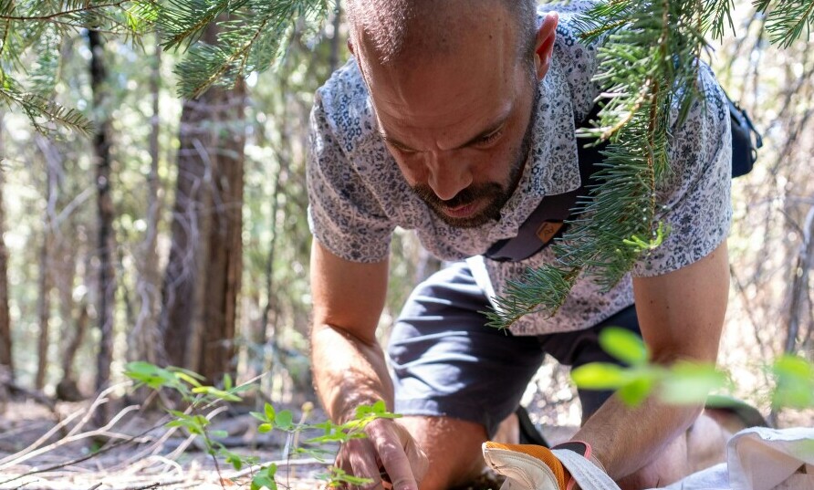 natureforager