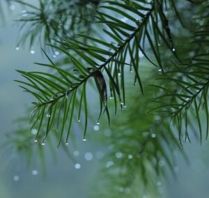 image of pine branches with needles