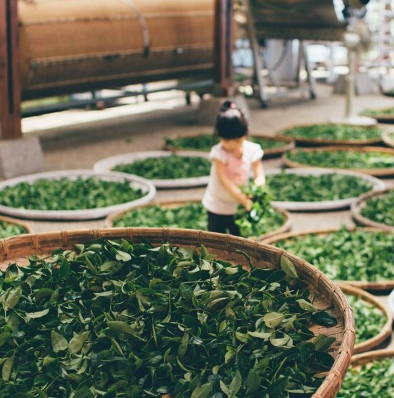 tealeaves2