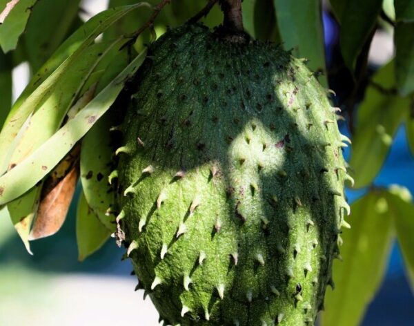 image of soursop fruit