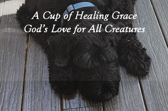 header image - A cup of healing grace: God's love for all creatures
